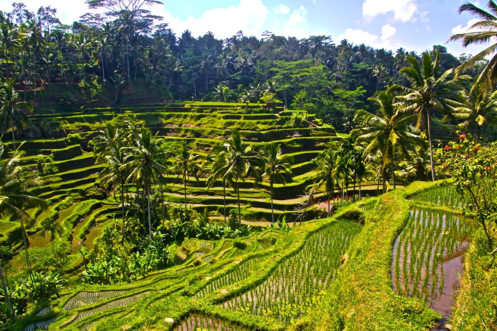 Bali: Mount Batur Sunrise Trekking Experience with Transfer | ®ExcursionMania