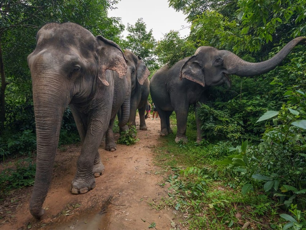 Kulen Adventure tour by Jeep with Picnic & Elephant Forest | ®ExcursionMania