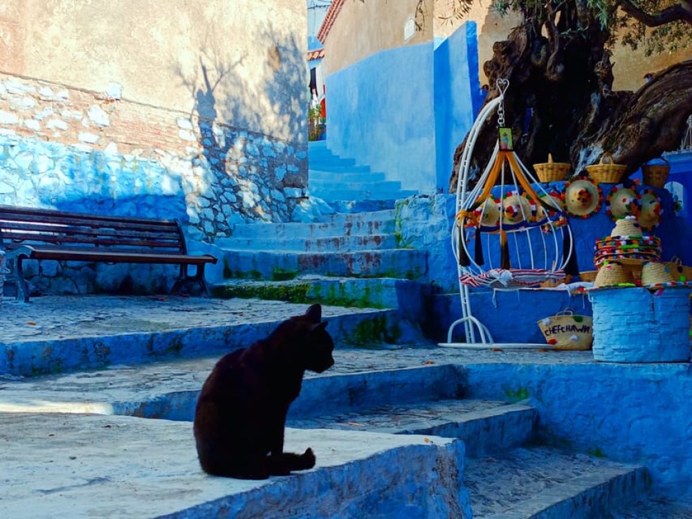 Memorable Day Trip From Fez to Chefchaouen the Blue City | ®ExcursionMania