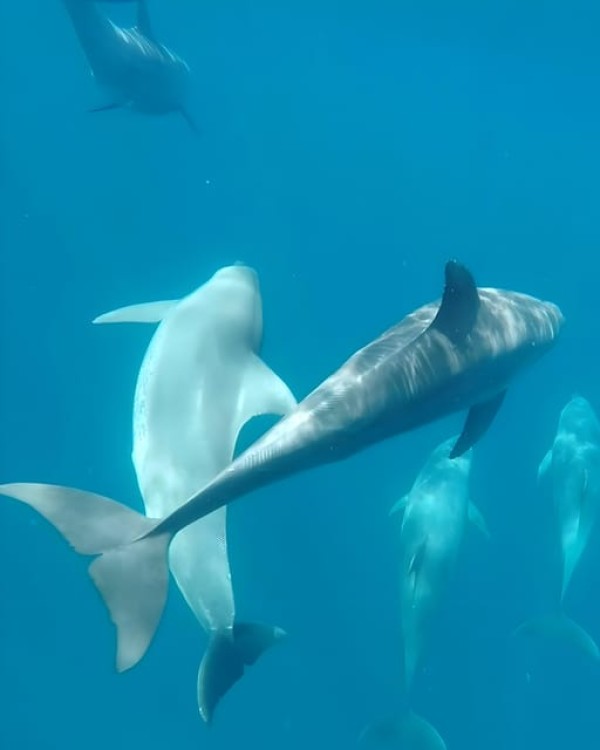 Zanzibar Mnemba island: Snorkeling and Dolphin Swimming Tour | ®ExcursionMania