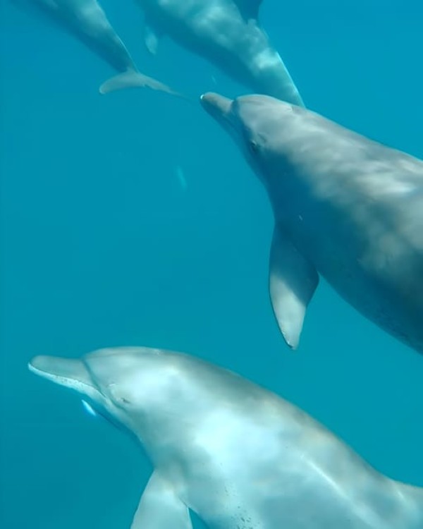 Zanzibar Mnemba island: Snorkeling and Dolphin Swimming Tour | ®ExcursionMania