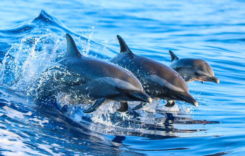 From Kendwa/Nungwi: Mnemba Snorkel Trip and dolphins | ®ExcursionMania