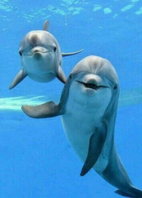 From Kendwa/Nungwi: Mnemba Snorkel Trip and dolphins | ®ExcursionMania