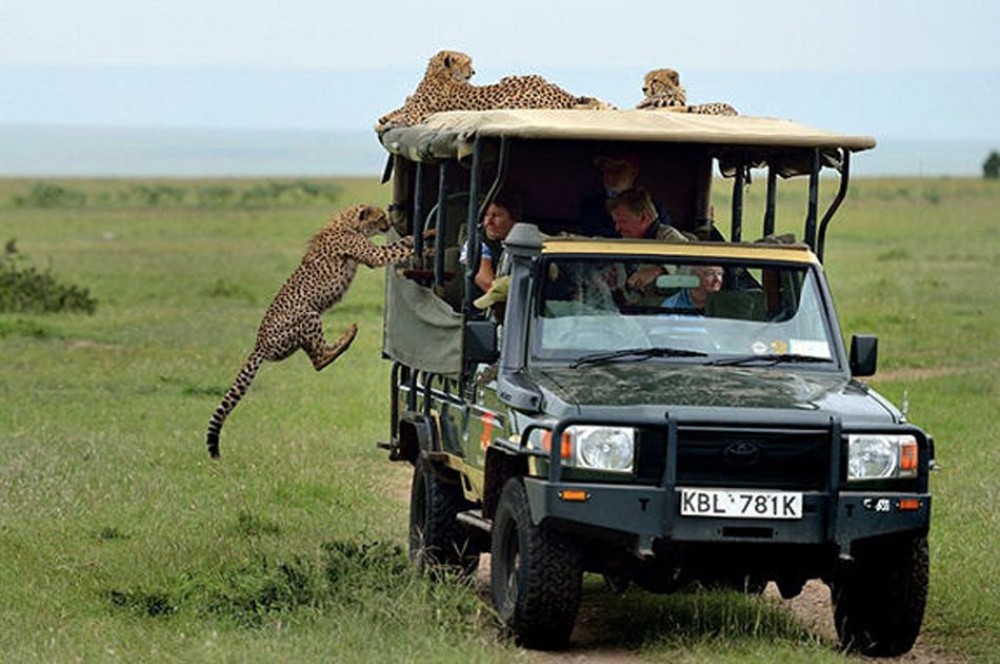 3 Day Joining Group Safari from Zanzibar to Mikumi Park | ®ExcursionMania