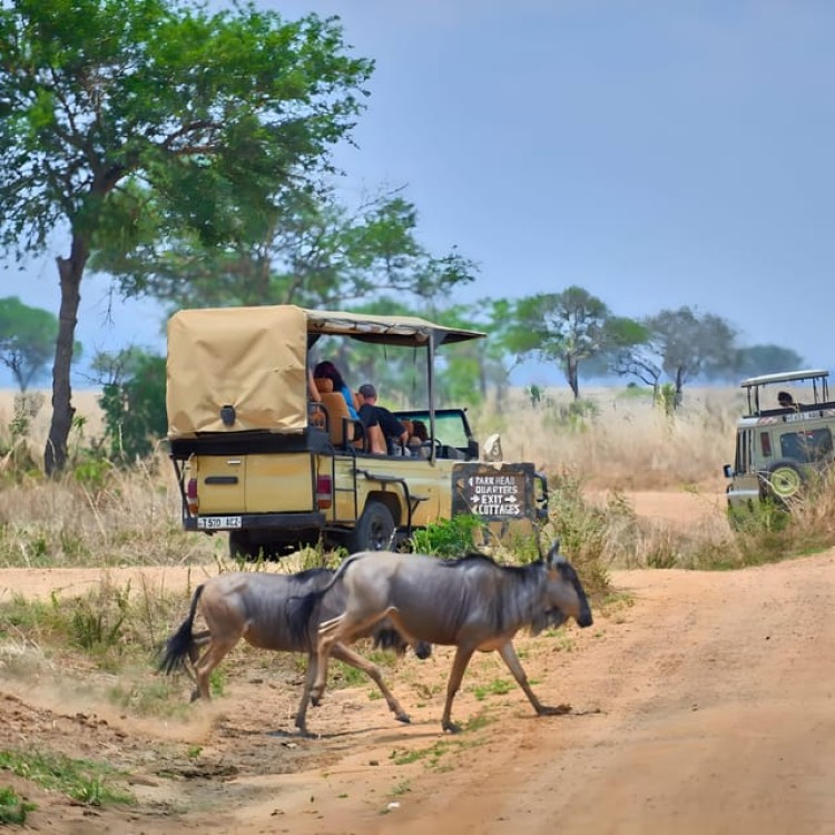3 Day Joining Group Safari from Zanzibar to Mikumi Park | ®ExcursionMania