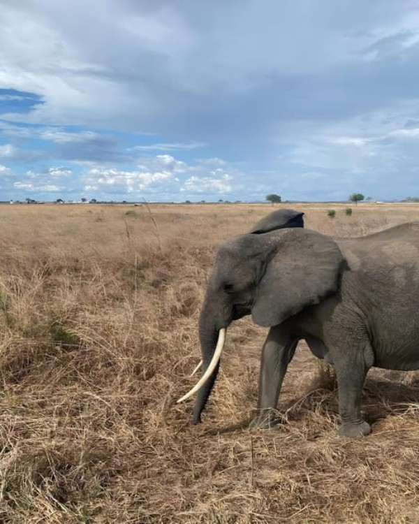 3 Day Joining Group Safari from Zanzibar to Mikumi Park | ®ExcursionMania