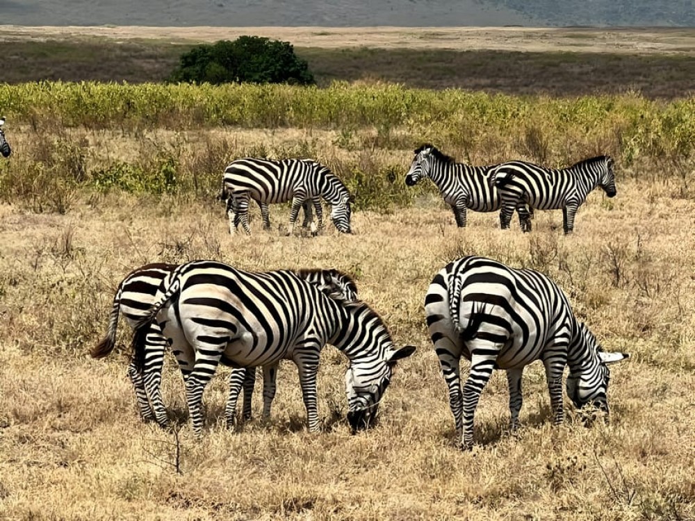 3 Day Joining Group Safari from Zanzibar to Mikumi Park | ®ExcursionMania