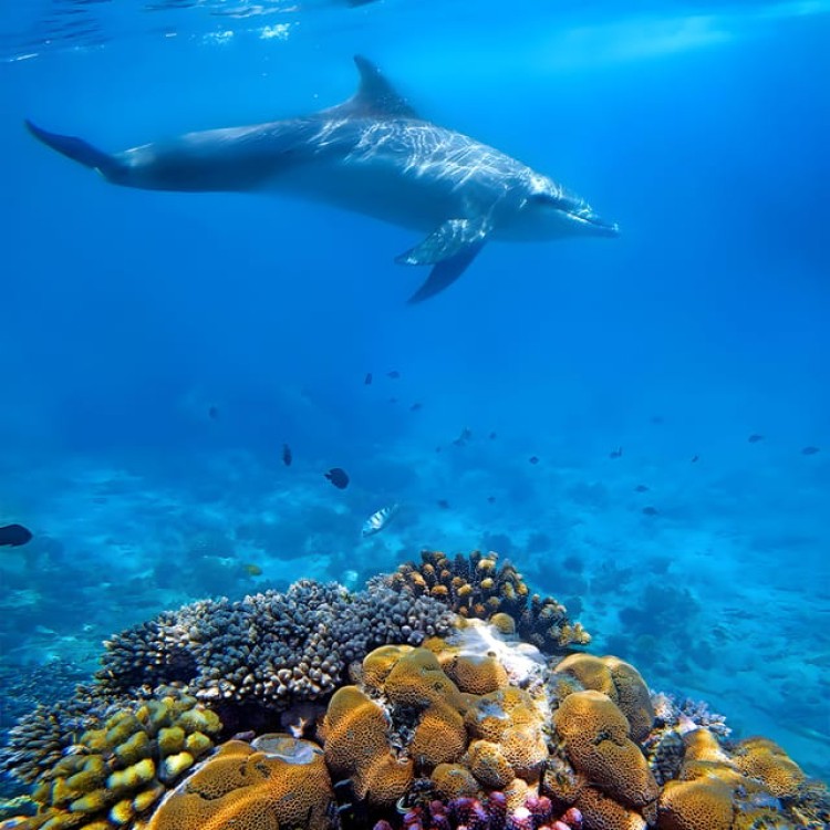 Mnemba Island Zanzibar: Dolphin Swim and Snorkeling Adventure | ®ExcursionMania