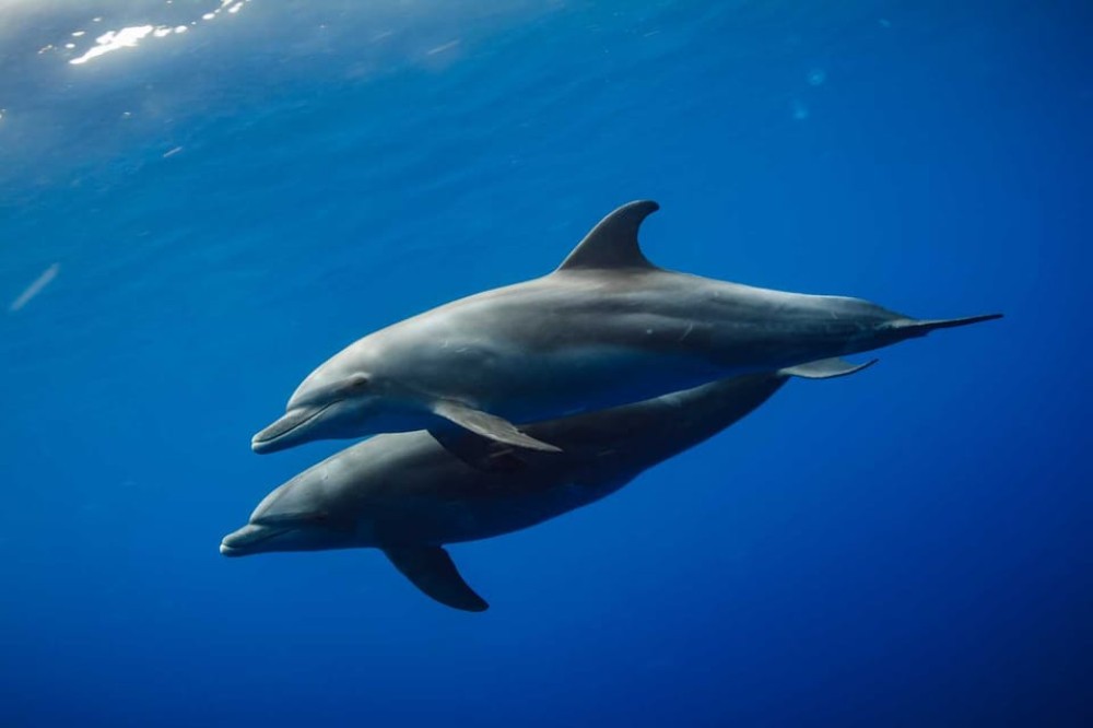 Zanzibar: Dolphin Tour, Snorkeling, and Sandbank Trip | ®ExcursionMania