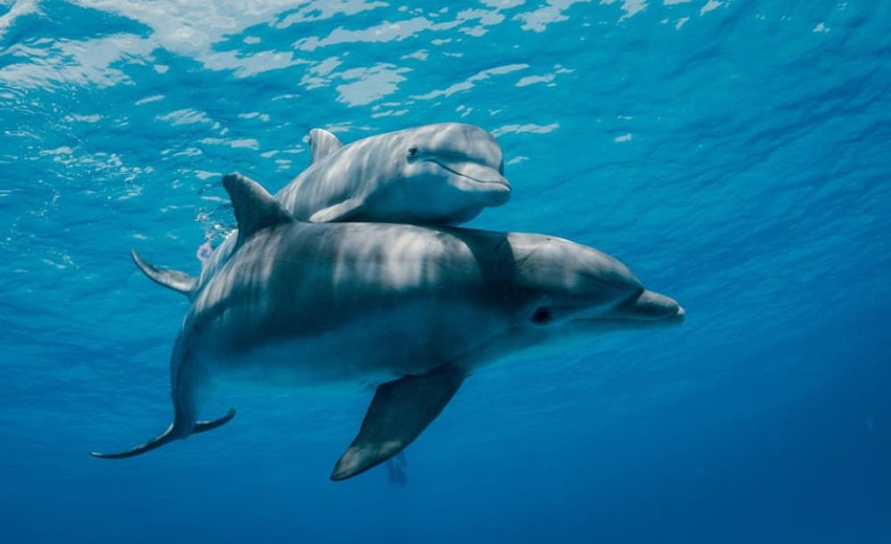 Zanzibar: Dolphin Tour, Snorkeling, and Sandbank Trip | ®ExcursionMania