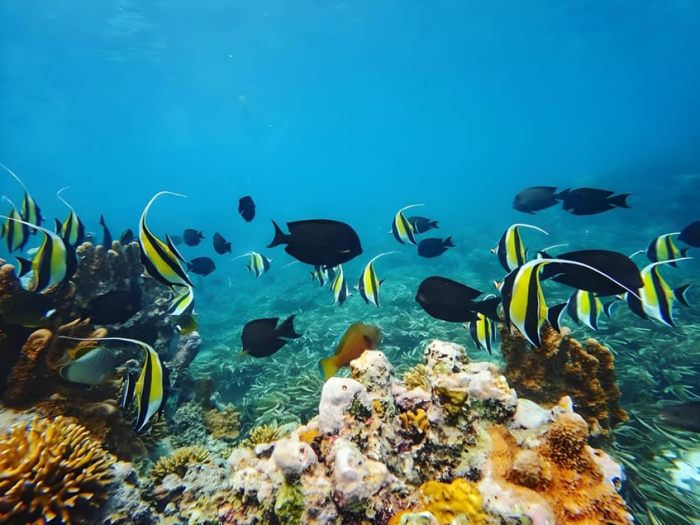 Zanzibar beach & Safari Adventure with Snorkel Mnemba Island | ®ExcursionMania