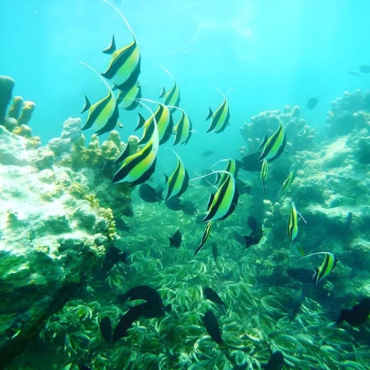 Zanzibar beach & Safari Adventure with Snorkel Mnemba Island | ®ExcursionMania