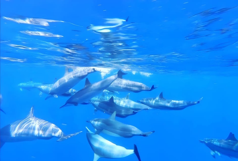 Zanzibar beach & Safari Adventure with Snorkel Mnemba Island | ®ExcursionMania