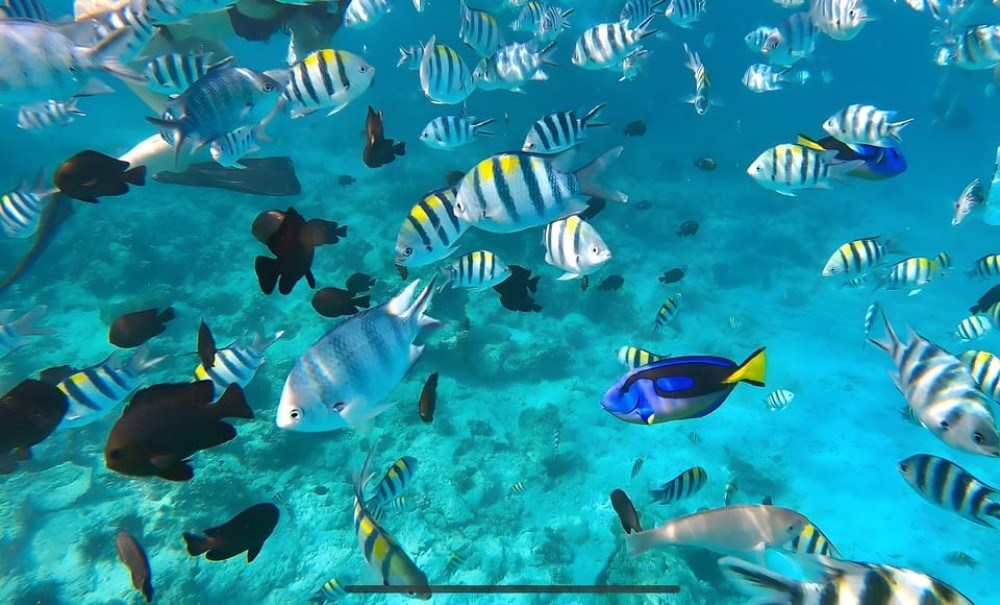 Zanzibar beach & Safari Adventure with Snorkel Mnemba Island | ®ExcursionMania