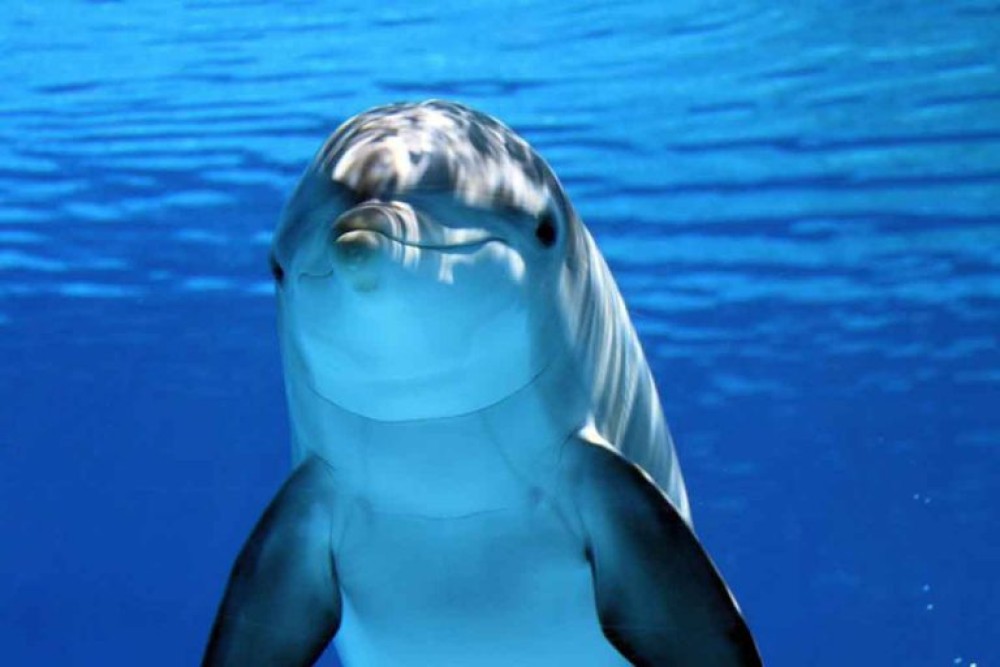 Dolphins Tour and Turtles Swimming in Kizimkazi | ®ExcursionMania