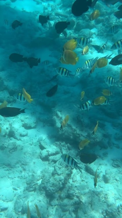 From Zanzibar: Starfish, Blue Lagoon And The Rock Restaurant | ®ExcursionMania