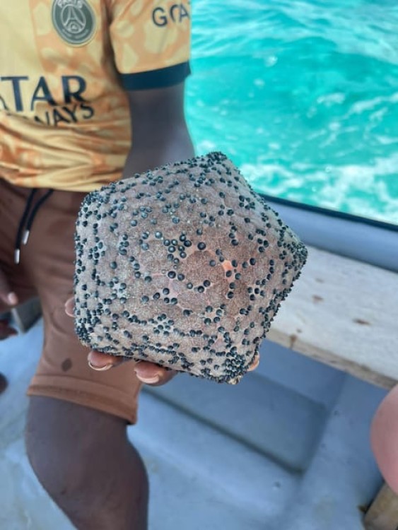 From Zanzibar: Starfish, Blue Lagoon And The Rock Restaurant | ®ExcursionMania