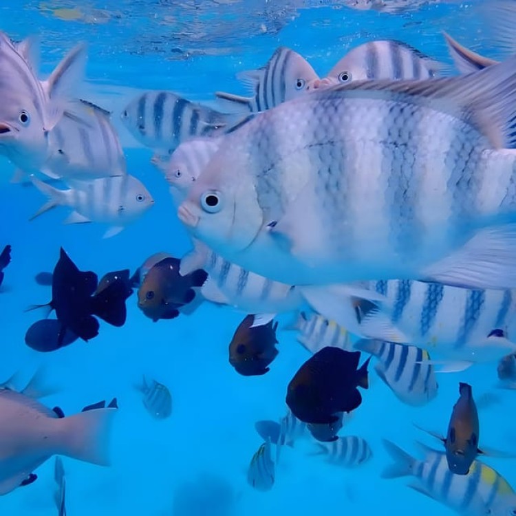 From Zanzibar: Starfish, Blue Lagoon And The Rock Restaurant | ®ExcursionMania