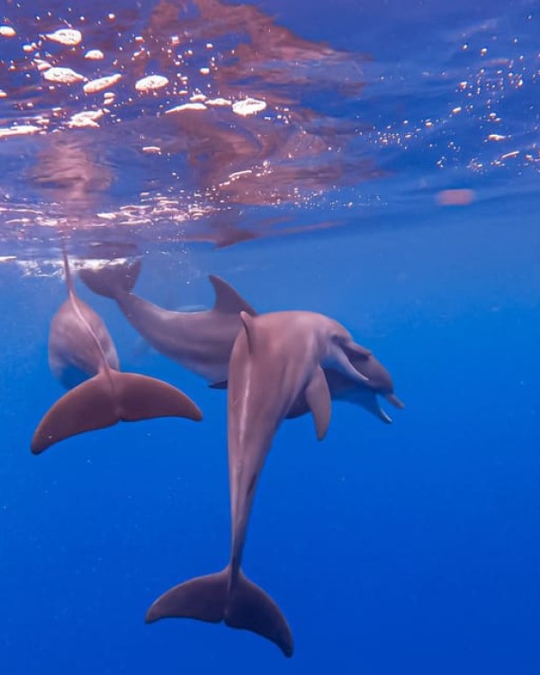 Zanzibar Swimming with Dolphins and snorkeling | ®ExcursionMania