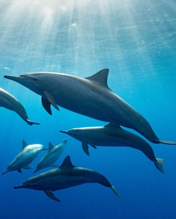 Zanzibar Swimming with Dolphins and snorkeling | ®ExcursionMania