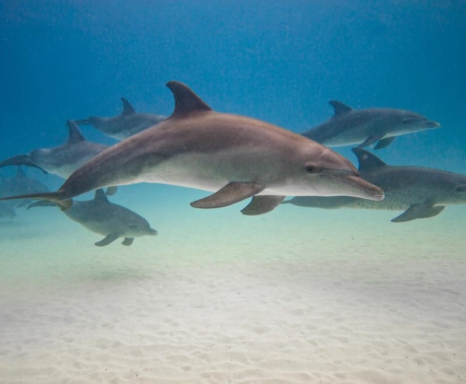 Zanzibar Swimming with Dolphins and snorkeling | ®ExcursionMania