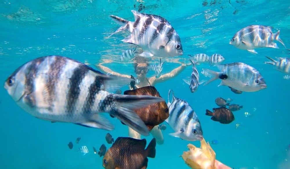 Zanzibar Swimming with Dolphins and snorkeling | ®ExcursionMania