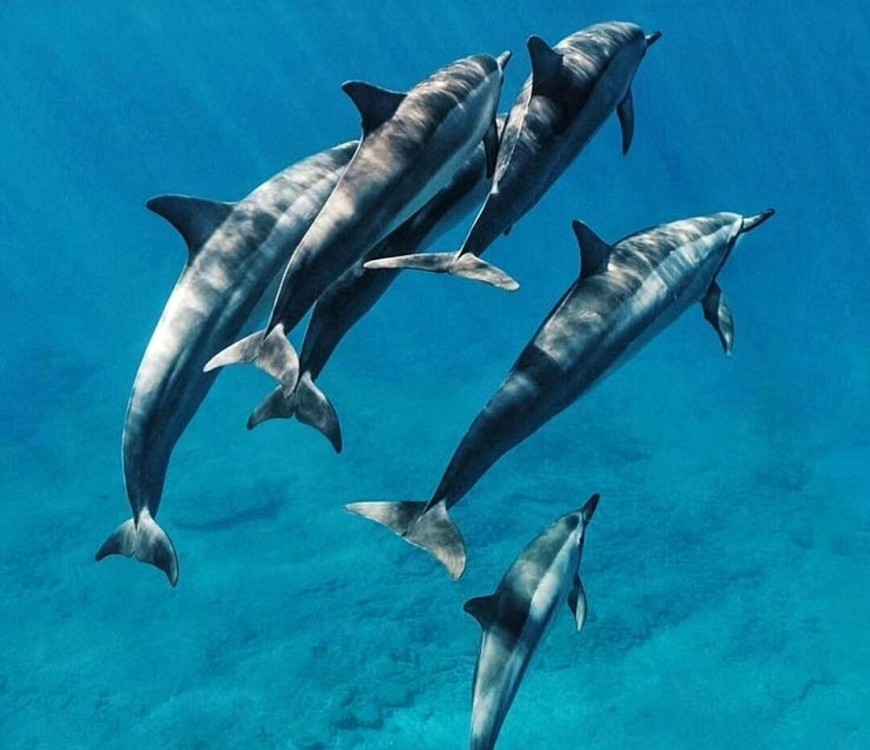 Swimming with Dolphin in Kizimkazi Zanzibar | ®ExcursionMania