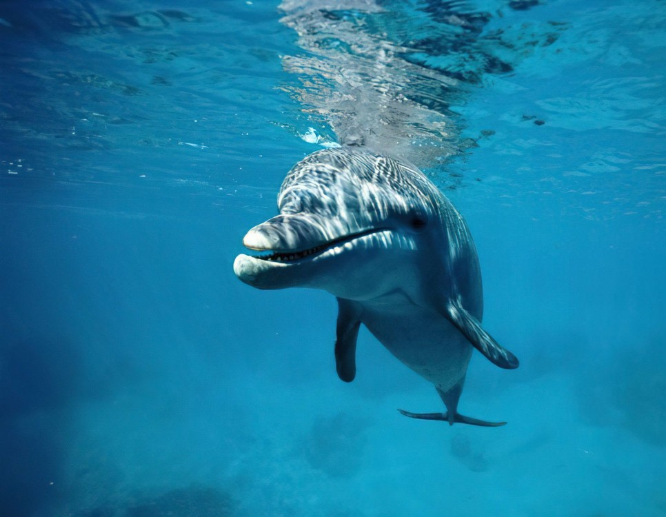 Swimming with Dolphin in Kizimkazi Zanzibar | ®ExcursionMania