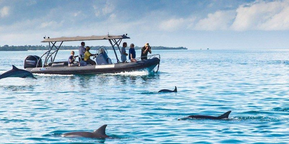 Swimming with Dolphin in Kizimkazi Zanzibar | ®ExcursionMania