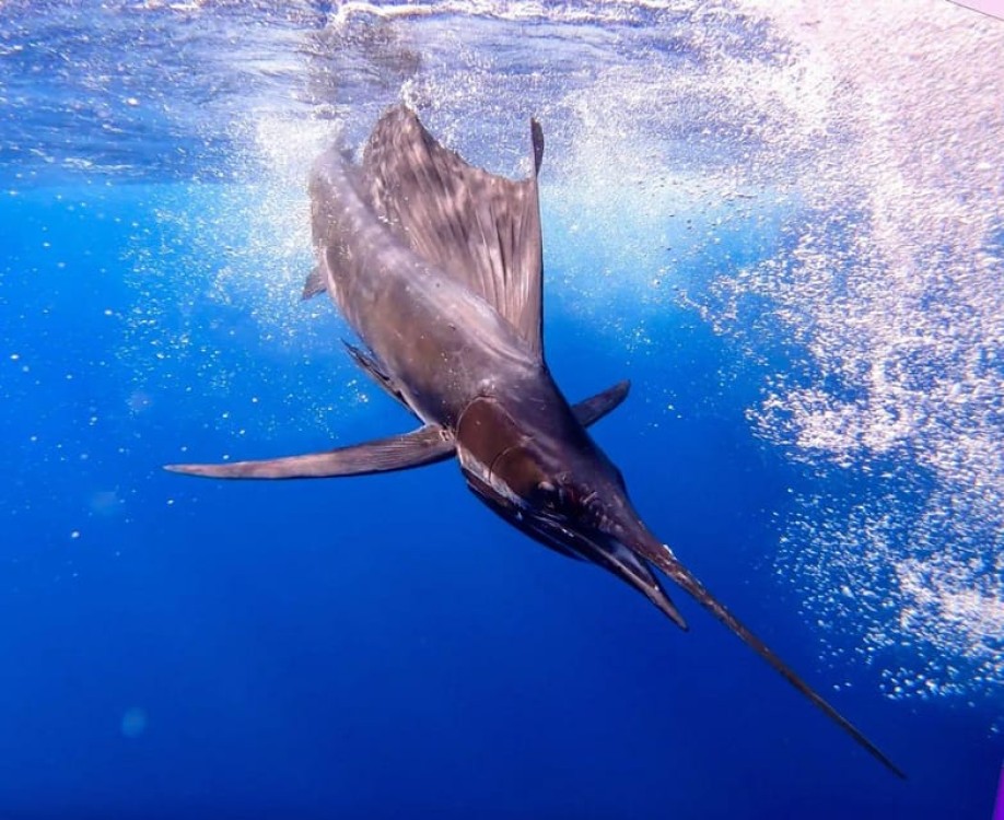 Zanzibar Fishing Adventure | ®ExcursionMania