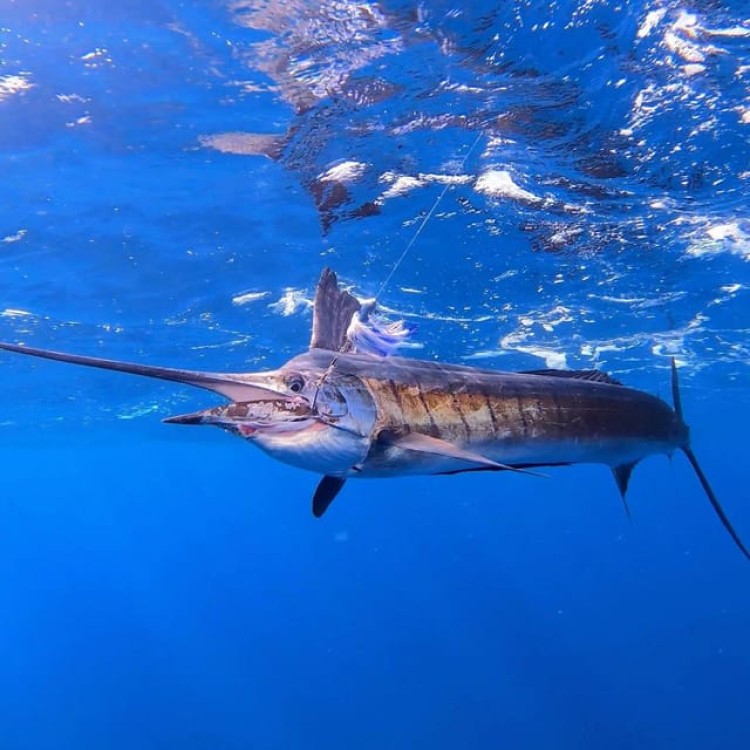 Zanzibar Fishing Game | ®ExcursionMania