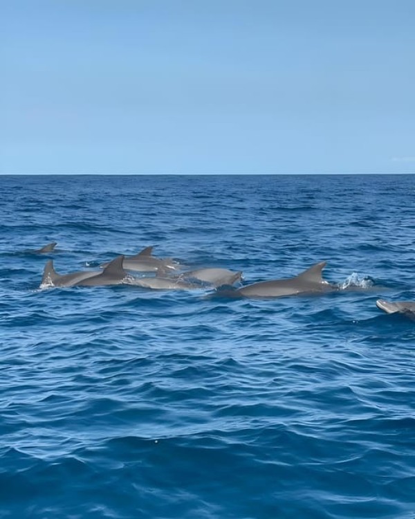 Private Dolphin Tour and Snorkeling at Mnemba Island reef | ®ExcursionMania