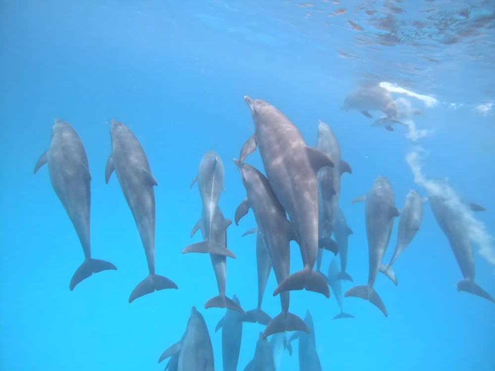 Zanzibar: Dolphin Snorkel & Turtles Swim Tour in Kizimkazi | ®ExcursionMania