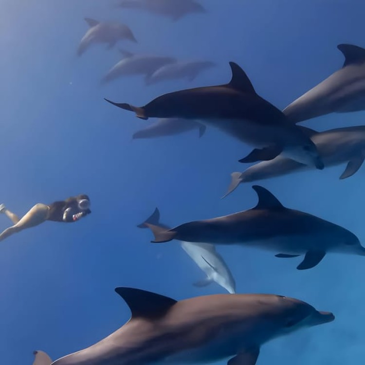 Zanzibar: Dolphin Snorkel & Turtles Swim Tour in Kizimkazi | ®ExcursionMania