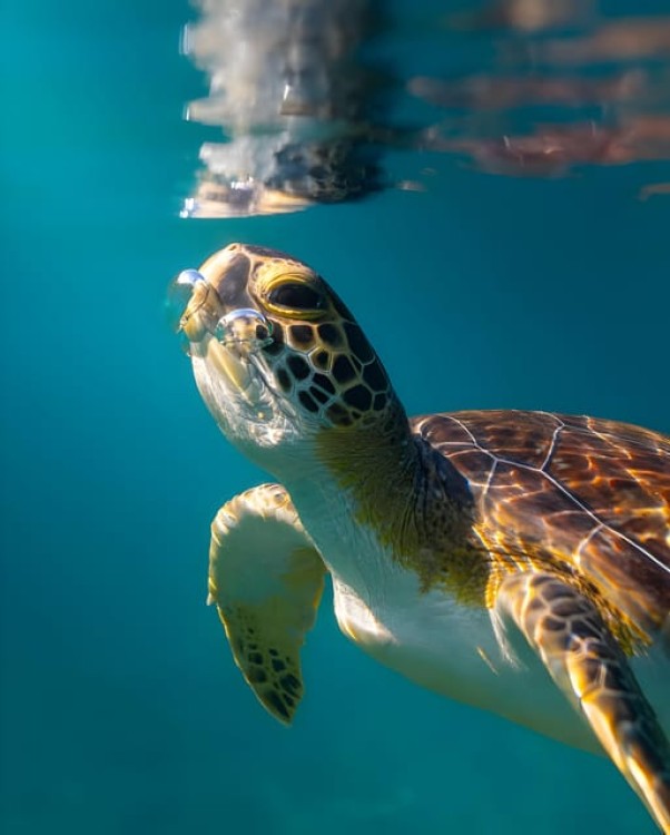 Zanzibar: Dolphin Snorkel & Turtles Swim Tour in Kizimkazi | ®ExcursionMania