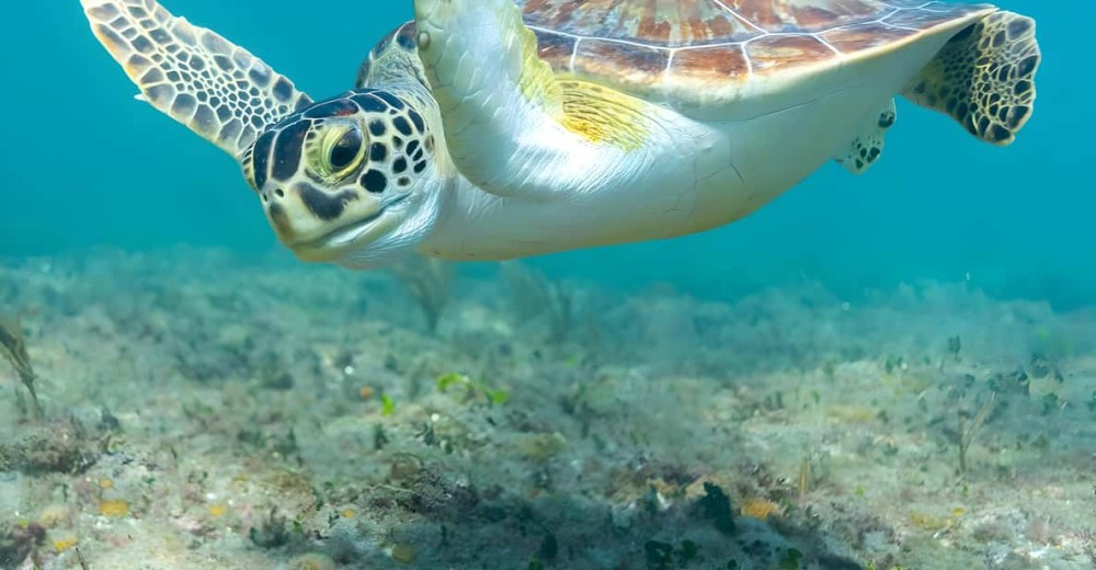 Zanzibar: Dolphin Snorkel & Turtles Swim Tour in Kizimkazi | ®ExcursionMania