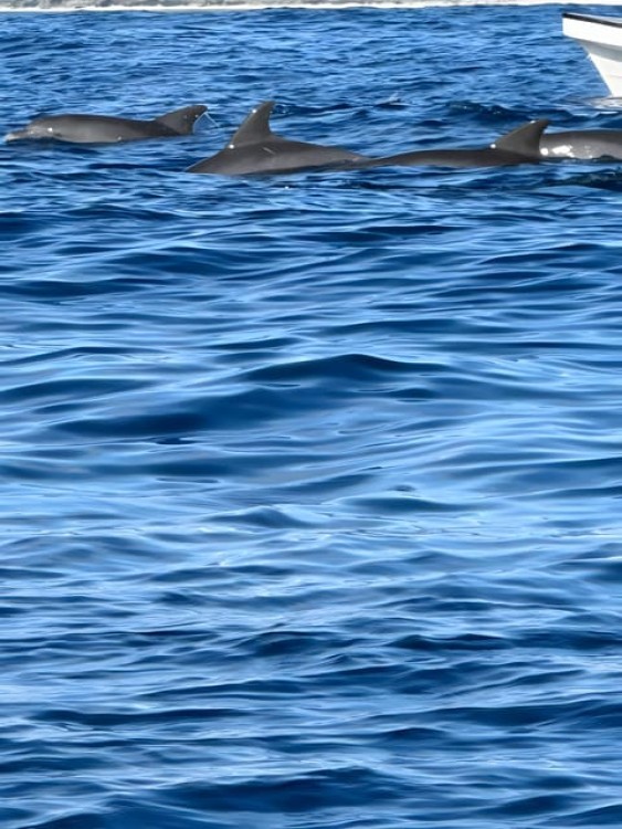 Zanzibar: Dolphin Snorkel & Turtles Swim Tour in Kizimkazi | ®ExcursionMania