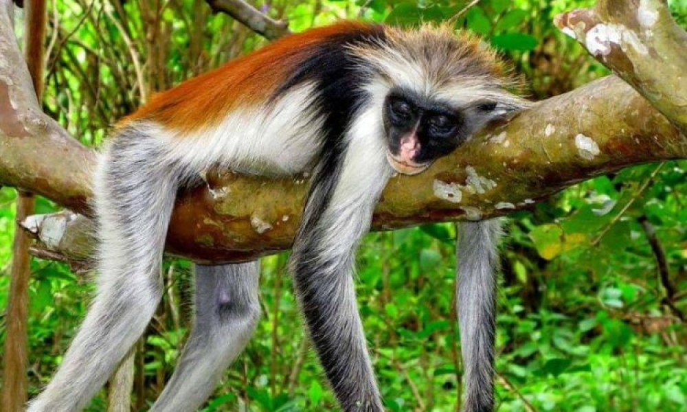 Zanzibar Jozani Forest | ®ExcursionMania