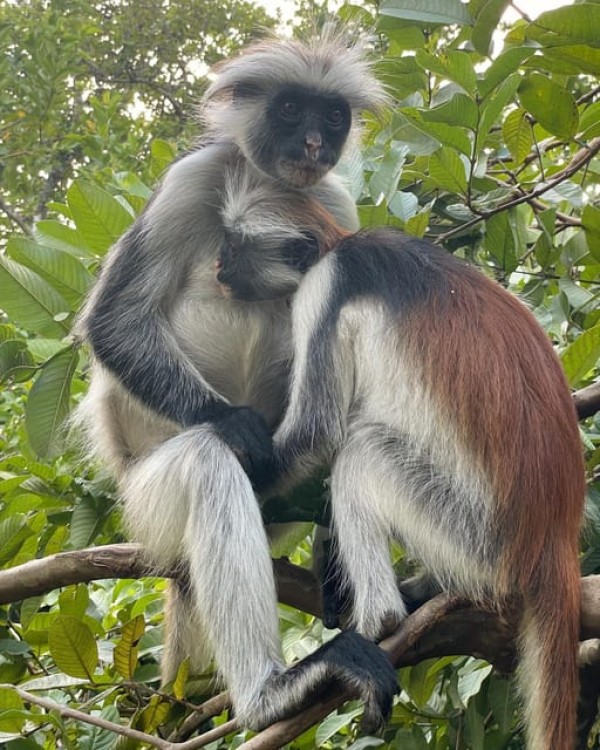 Zanzibar Jozani Forest | ®ExcursionMania