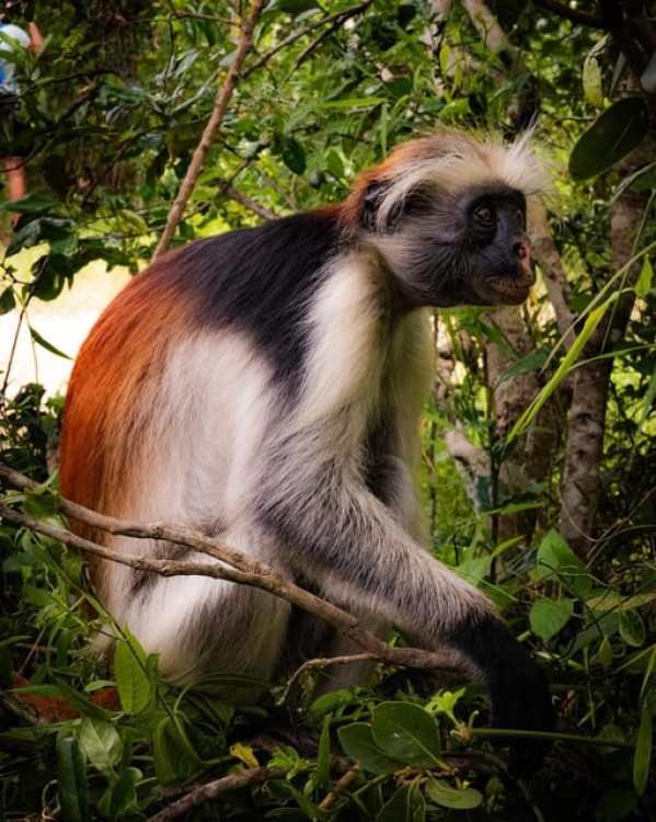 Zanzibar Jozani Forest | ®ExcursionMania