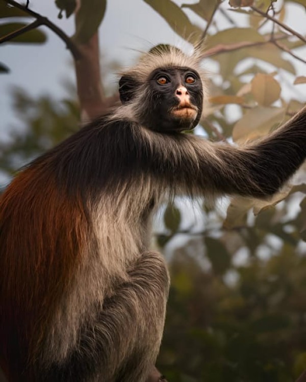 Zanzibar: Jozani Chwaka Bay National Park and Lunch | ®ExcursionMania