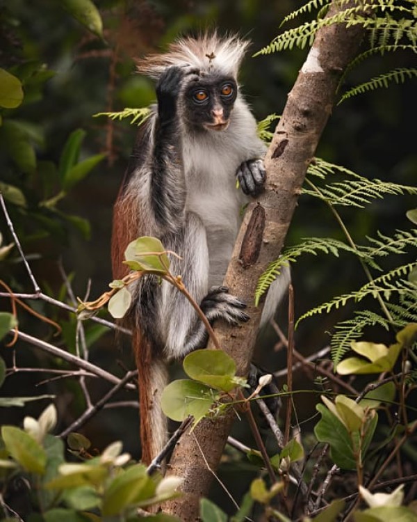 Zanzibar: Jozani Chwaka Bay National Park and Lunch | ®ExcursionMania
