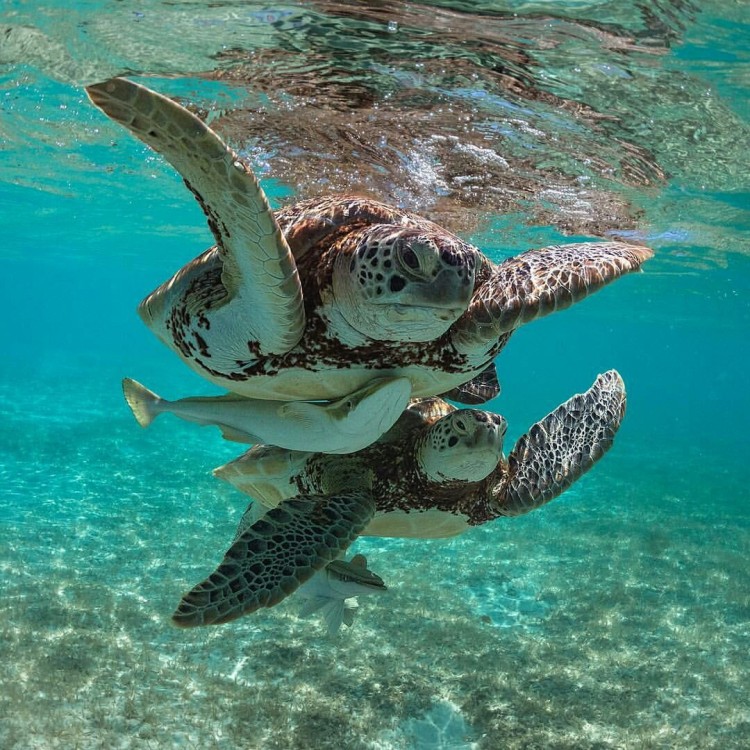 Salaam Cave Swimming with Sea Turtles in Zanzibar Kizimkazi | ®ExcursionMania