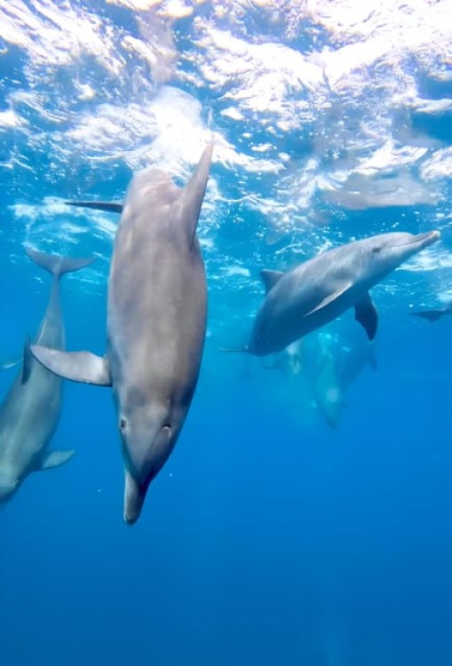 Snorkeling in Zanzibar: Mnemba Island and Dolphin adventure | ®ExcursionMania