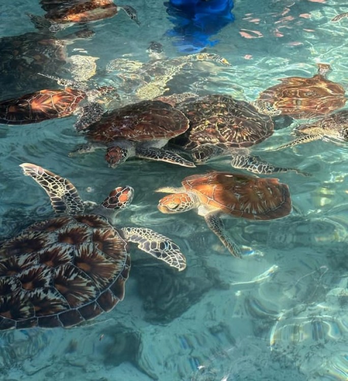 Swimming with Turtles at Salaam Cave at Kizimkazi Zanzibar | ®ExcursionMania