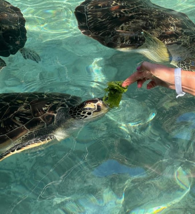 Swimming with Turtles at Salaam Cave at Kizimkazi Zanzibar | ®ExcursionMania