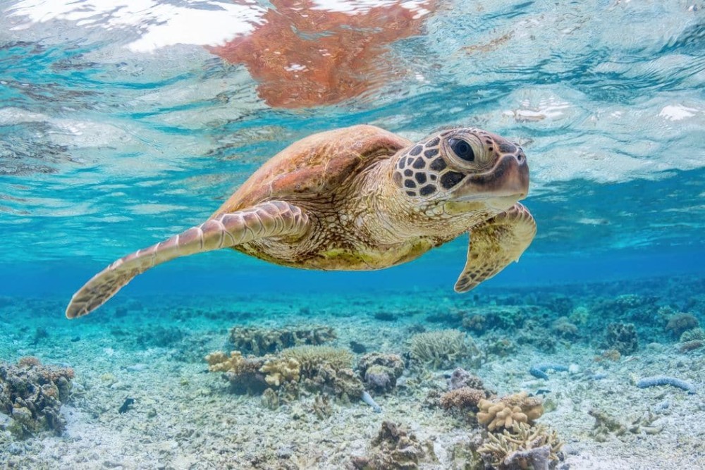 Swimming with Turtles at Salaam Cave at Kizimkazi Zanzibar | ®ExcursionMania