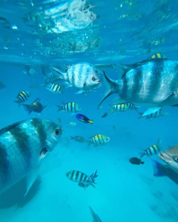 Nakupenda Sandbang Beach and Snorkeling | ®ExcursionMania