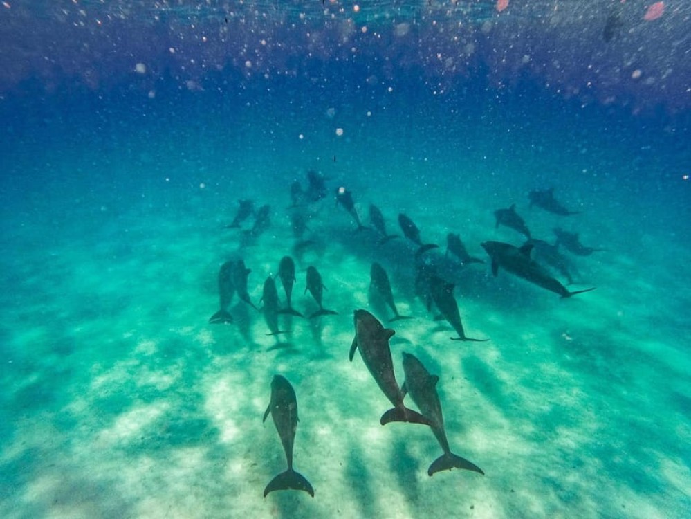 Swimming with Dolphins in Kizimkazi | ®ExcursionMania