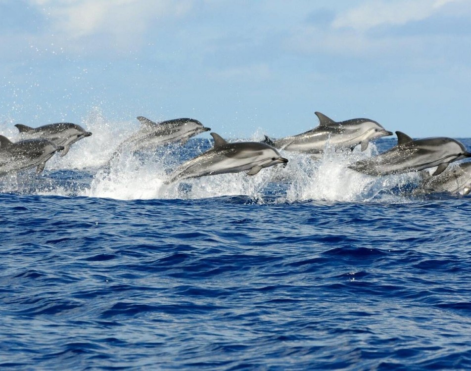 Swimming with Dolphins in Kizimkazi | ®ExcursionMania